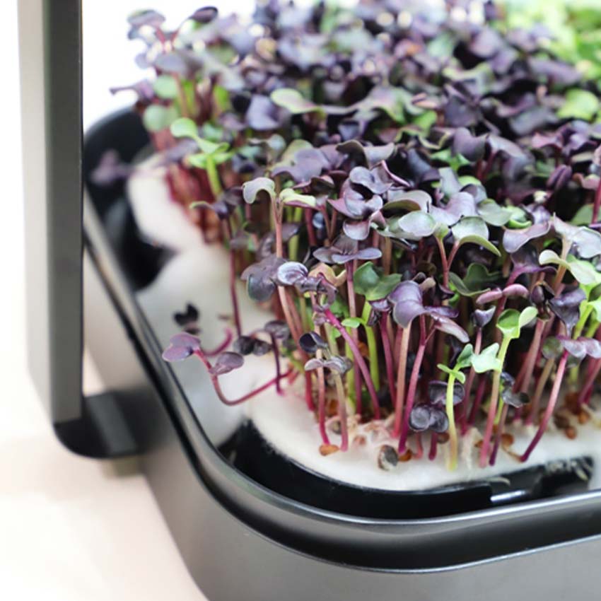 MINI MICRO-GREENS - PROPAGATION KIT C/W LED 3000 / 6400K
