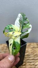 Adansonii Variegata Large image 6