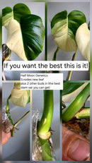 PM Genetics Monstera Albo Borsigiana — Cuttings Sale
From $29 image 9