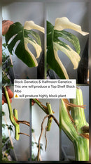 PM Genetics Monstera Albo Borsigiana — Cuttings Sale
From $29 image 12