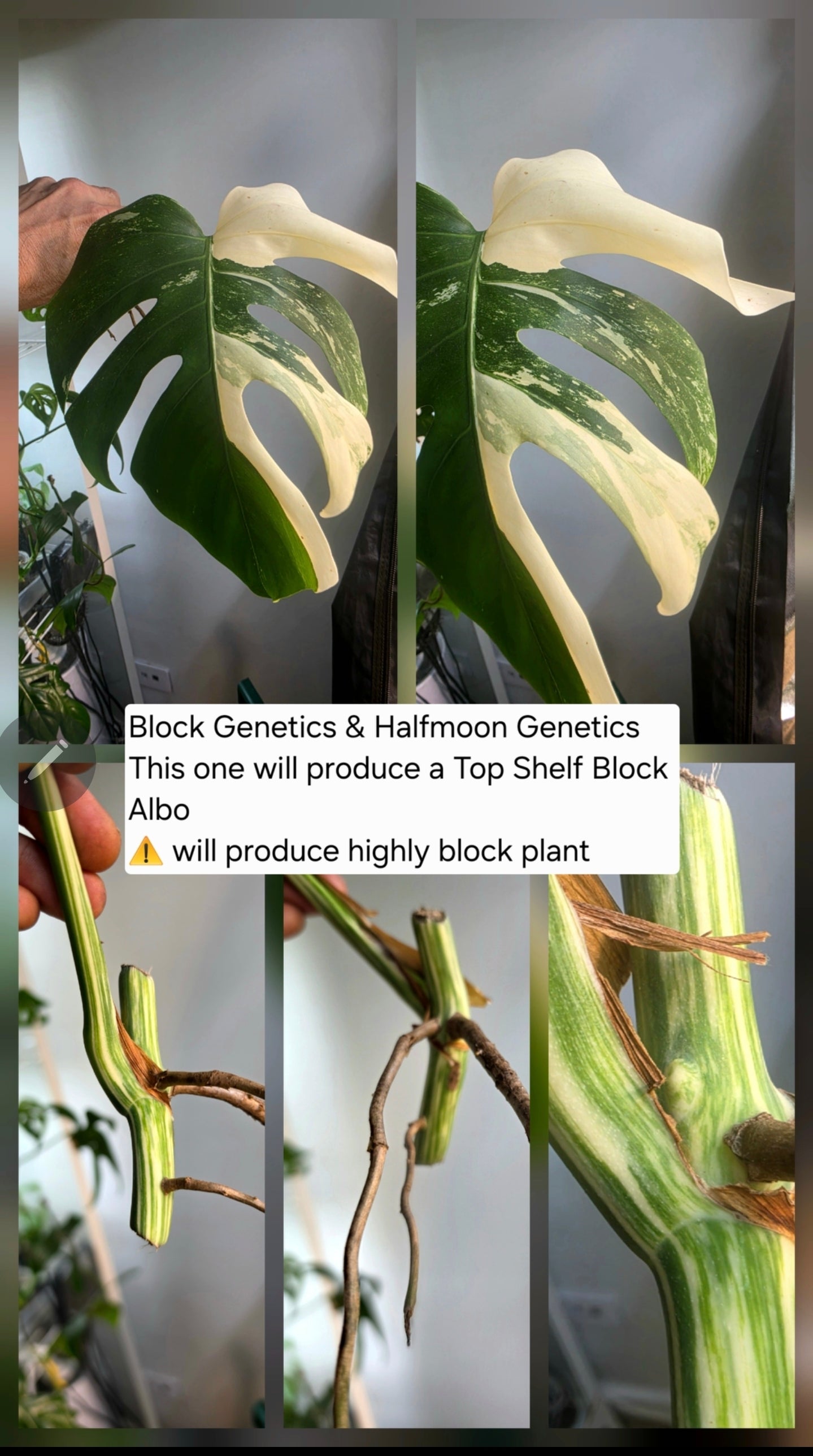 PM Genetics Monstera Albo Borsigiana — Cuttings Sale
From $29 image 12