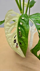 Half Moon Adansonii Variegata Mint image 2