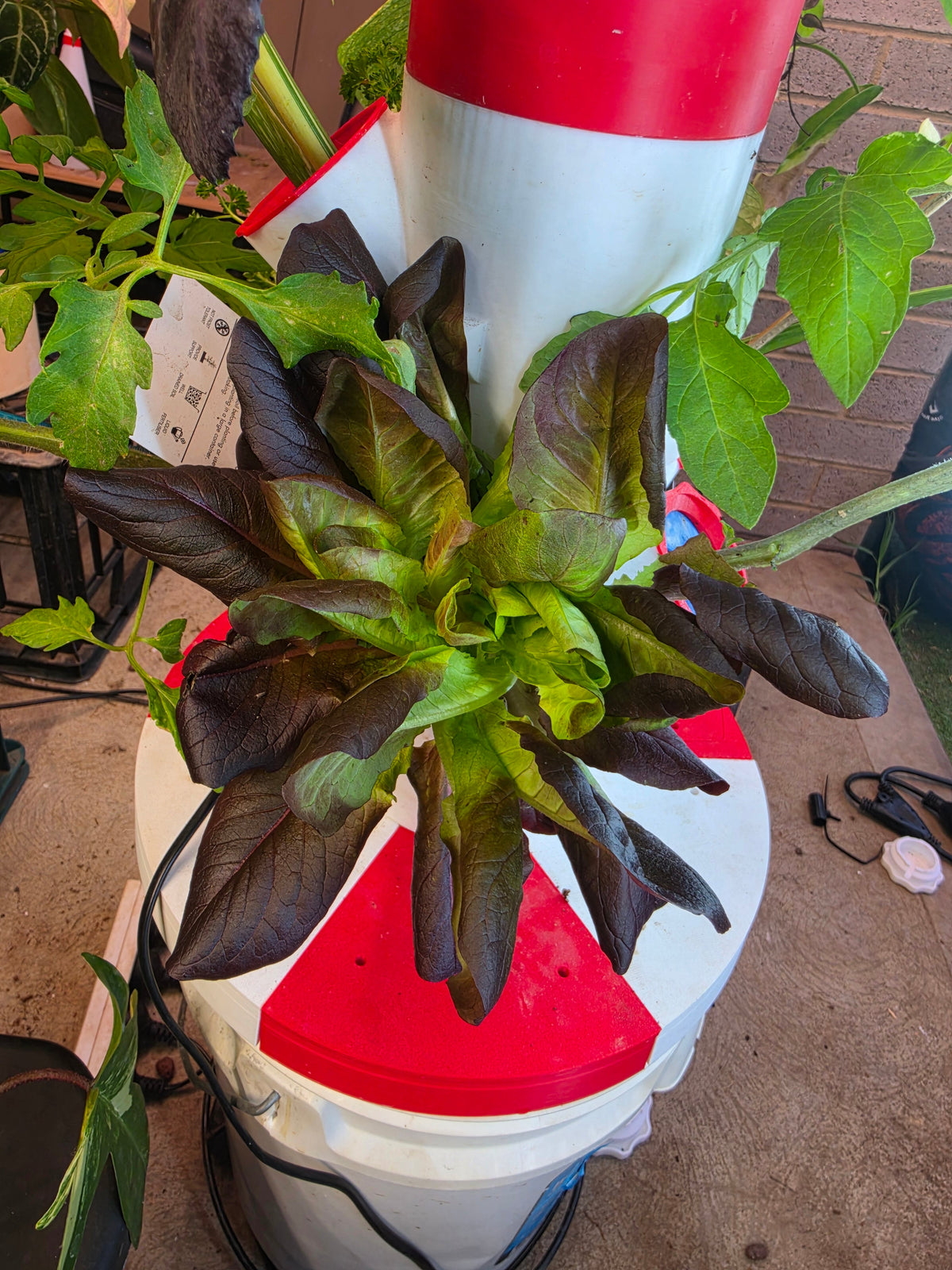 Close-up of lettuce growing in a PM Grow Tower pod