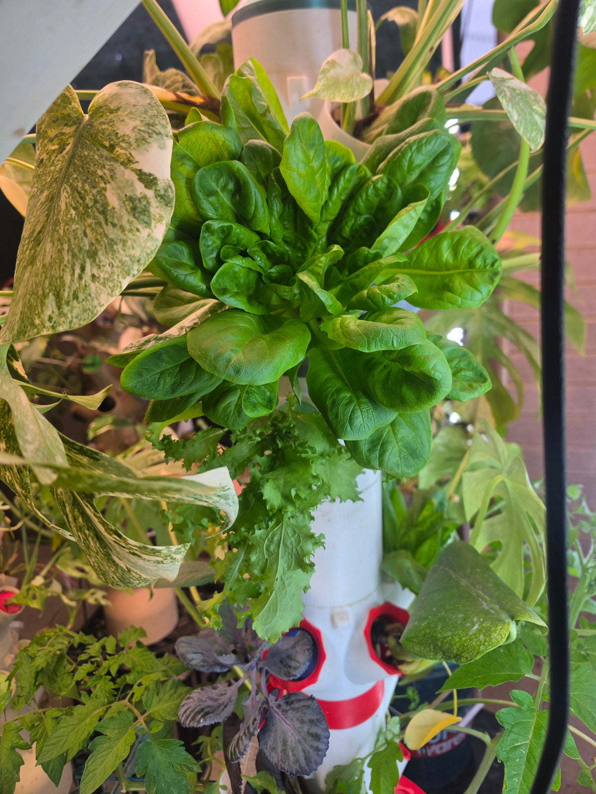 PM Grow Tower thriving with lettuce, parsley and herbs