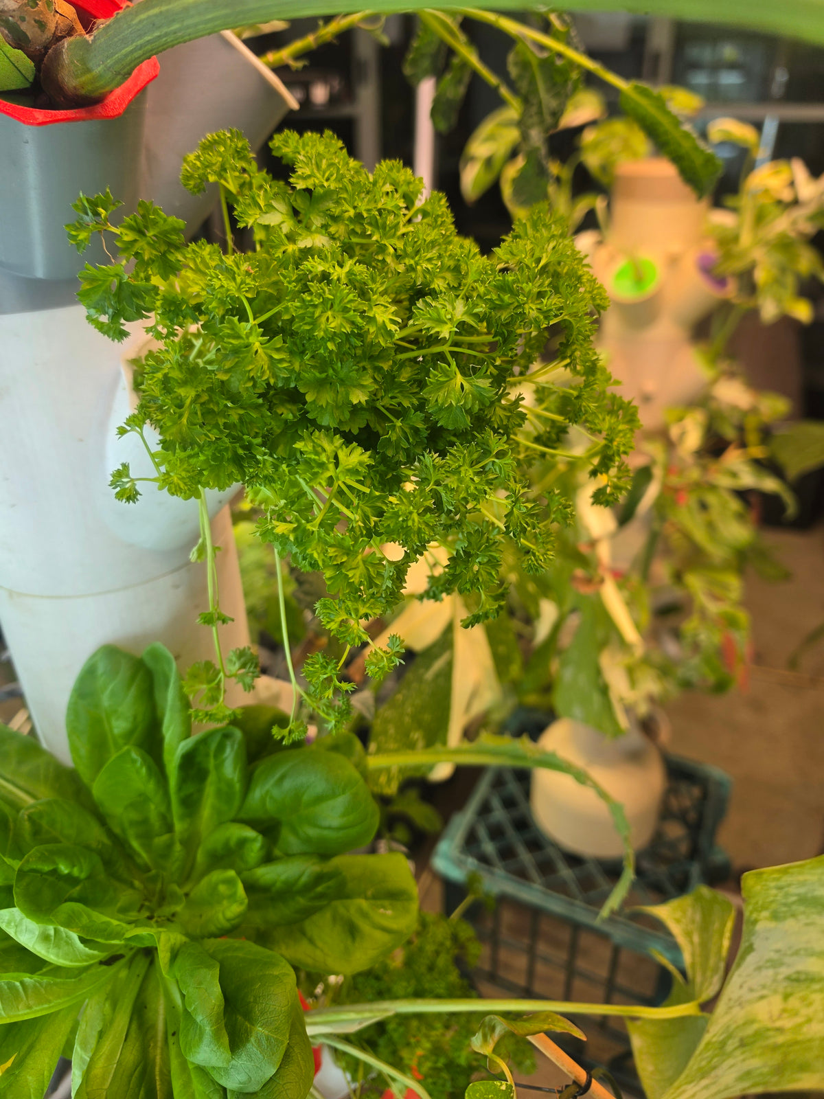 Parsley thriving in a PM Grow Tower pod