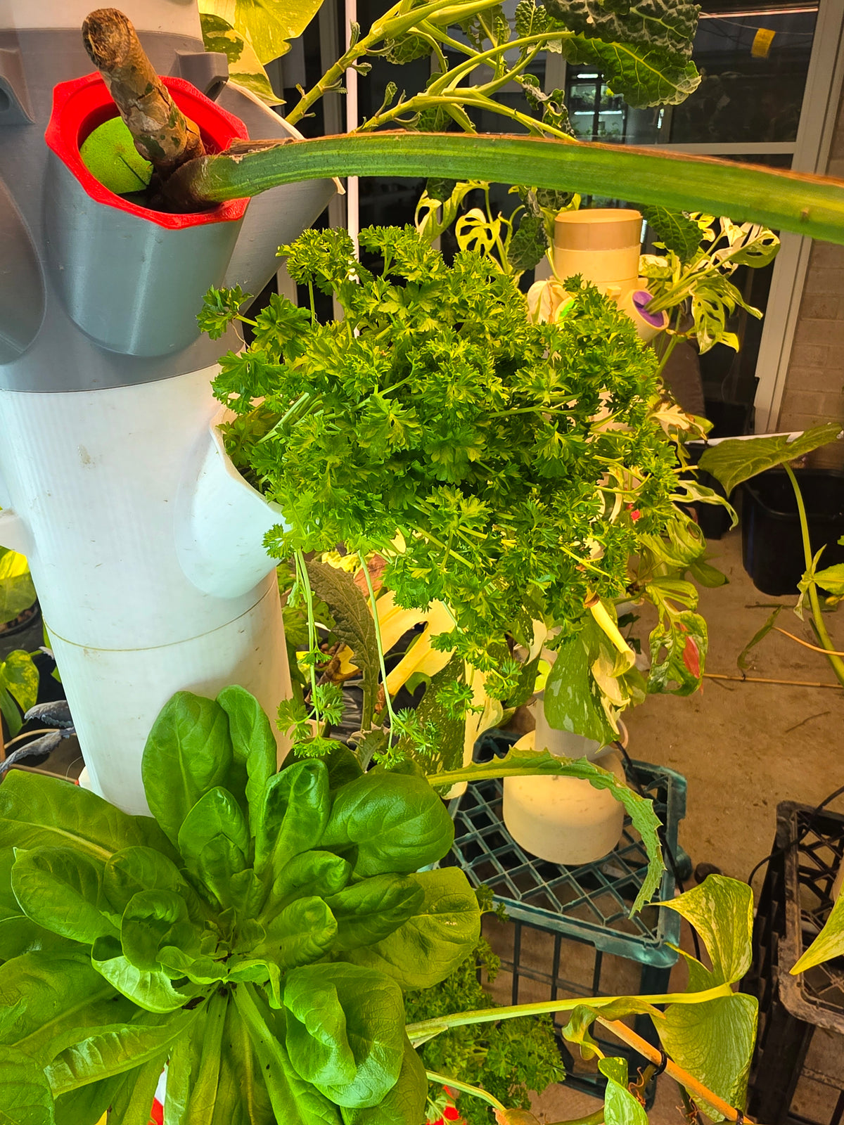Multiple lettuces and herbs growing on a PM Grow Tower