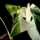 Professor Monstera Plants variegated Monstera Deliciosa Albo cutting with creamy white and emerald green leaves