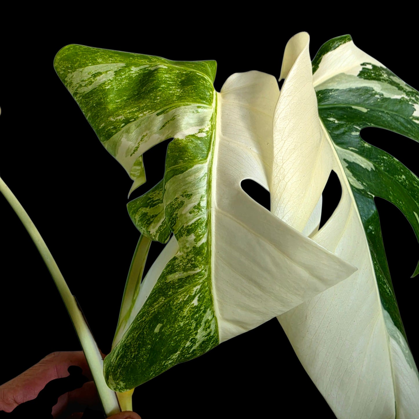 Professor Monstera Plants variegated Monstera Deliciosa Albo cutting with creamy white and emerald green leaves