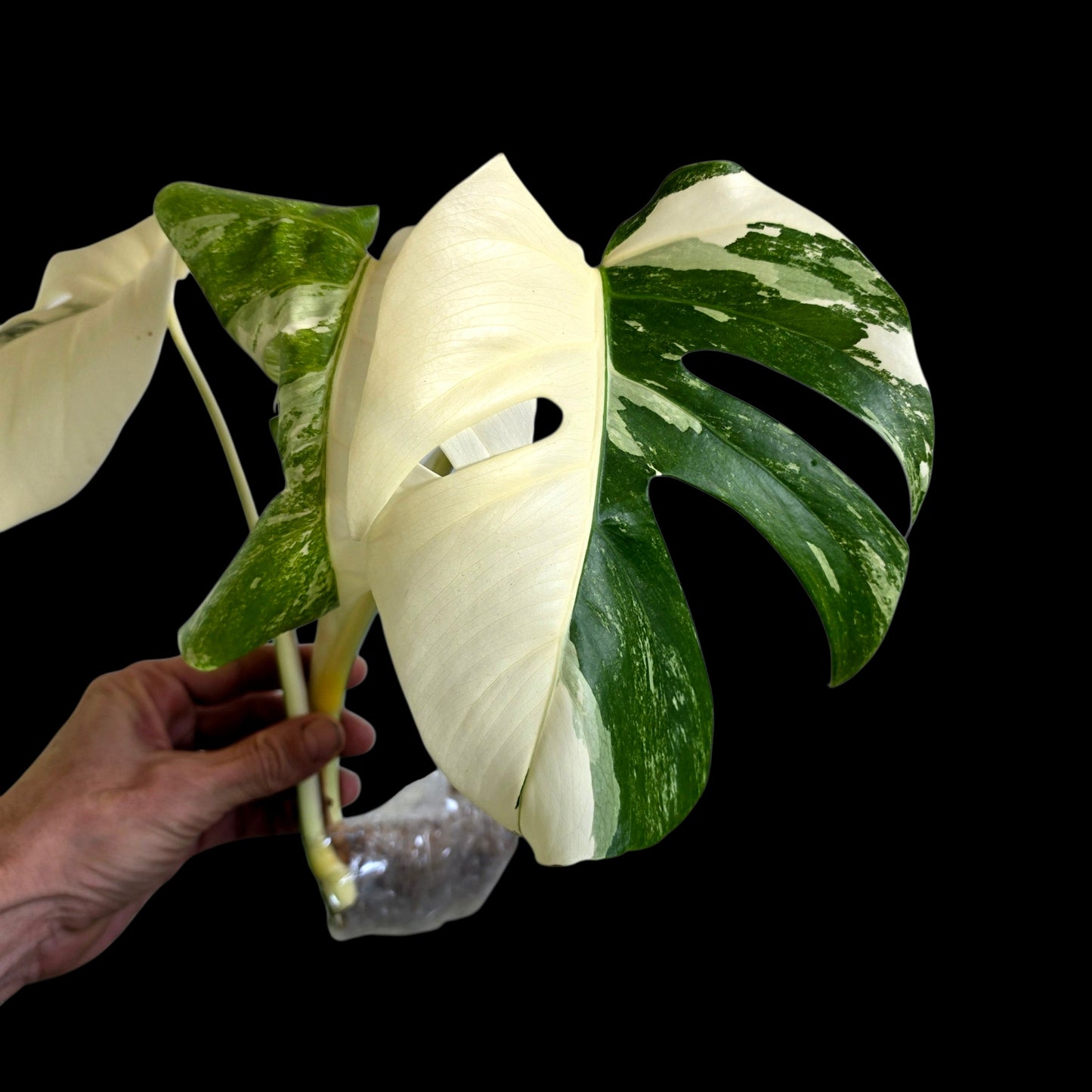 Professor Monstera Plants variegated Monstera Deliciosa Albo cutting with creamy white and emerald green leaves