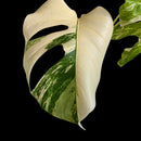 Professor Monstera Plants Monstera Deliciosa Albo-Variegata cutting with creamy white and emerald green fenestrated leaf