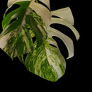 Professor Monstera Plants 3 Leaf Monstera Albo White Tiger Tip Genetics Cutting #6