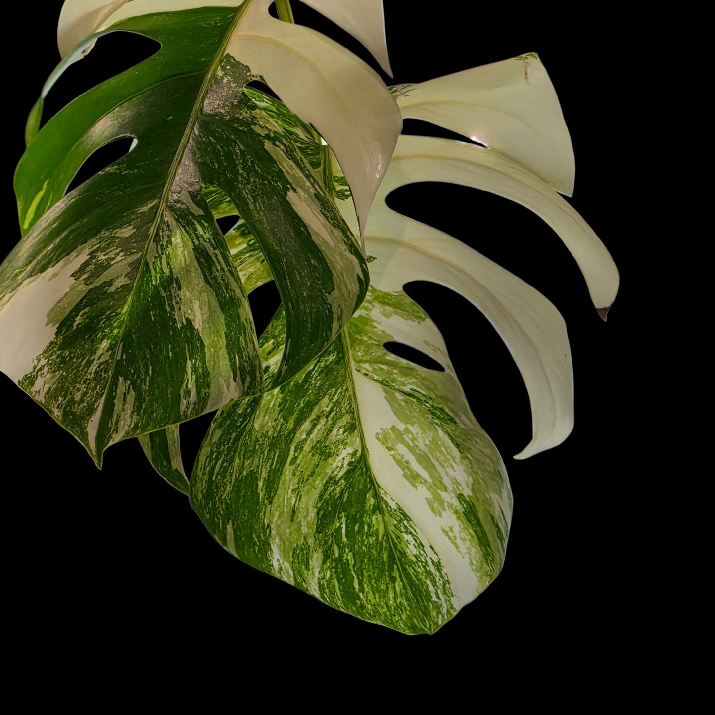 Professor Monstera Plants 3 Leaf Monstera Albo White Tiger Tip Genetics Cutting #6