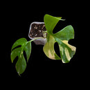 Professor Monstera Plants Rhaphidora Tetrasperma