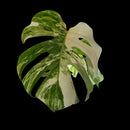 Professor Monstera Plants 3 Leaf Monstera Albo White Tiger Tip Genetics Cutting #2