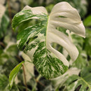 Top shelf Albo cuttings + pm prop kit