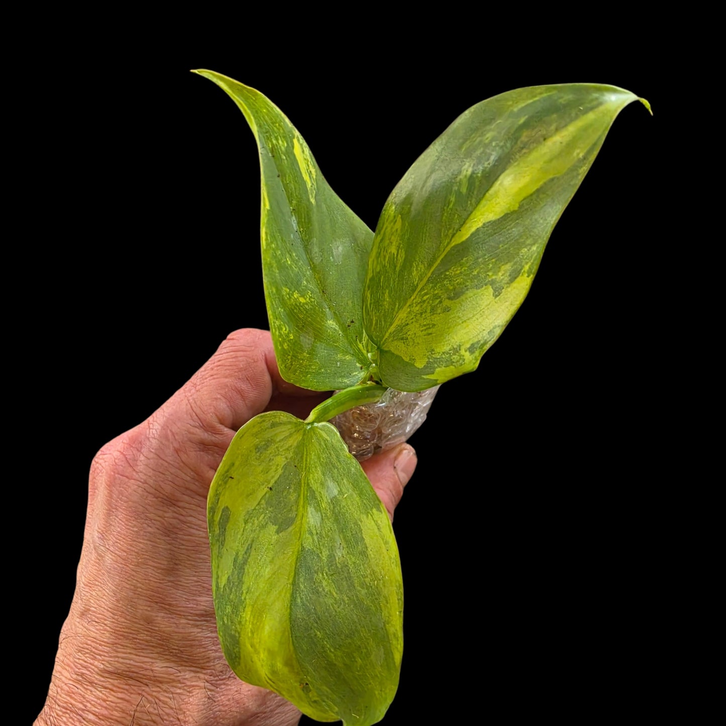 Plant Purge & Save