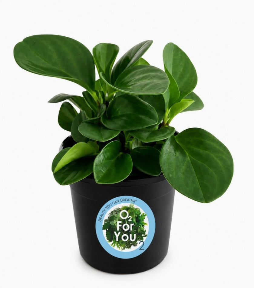 Peperomia Obtusifolia (Baby Rubber Plant) – Everyday Range