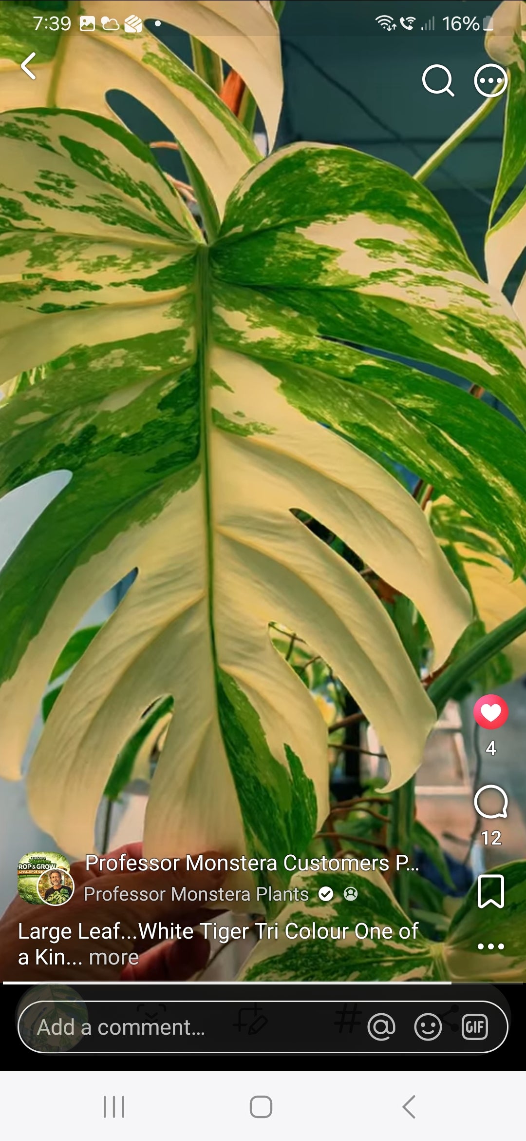 Large leaf White Tiger Tricolour cutting C