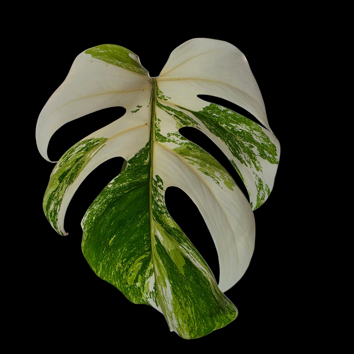 Professor Monstera Plants Monstera Albo White Tiger Genetics Single Leaf Cuttings