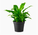 Spathiphyllum Peace Lily – Everyday Range
