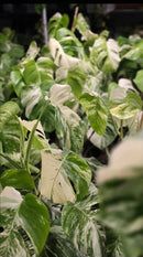 Top shelf Albo cuttings