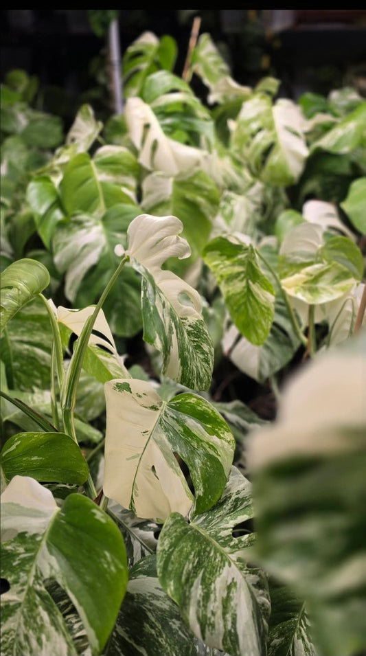 Top shelf Albo tip cuttings