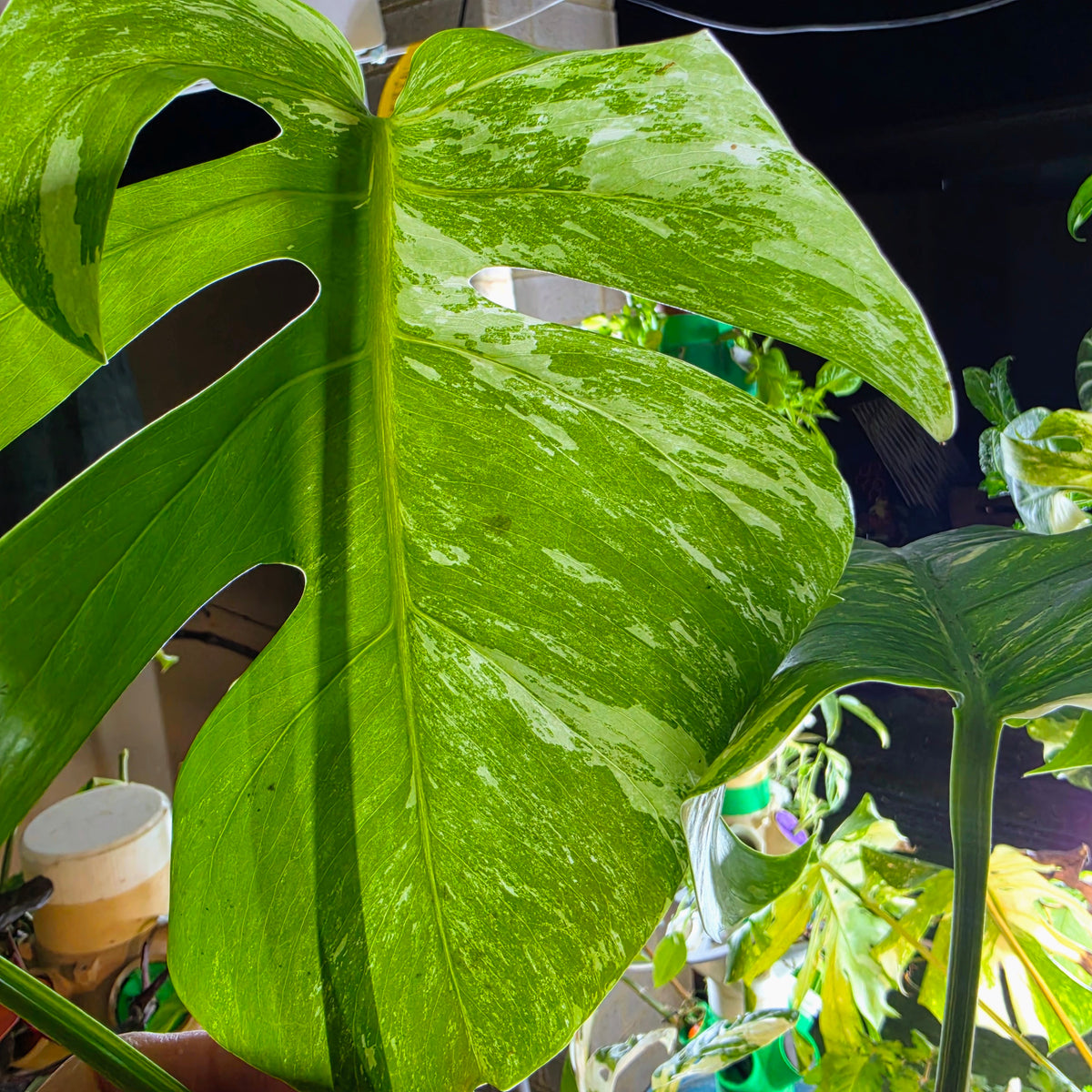 3 Leaf Monstera Albo Cutting with roots already growing!