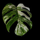 Professor Monstera Plants Monstera Albo White Tiger Genetics Single Leaf Cuttings