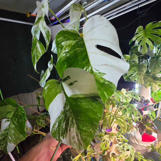 White Tiger PMM Monstera Albo Plant includes shipping!