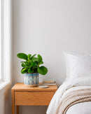Peperomia Obtusifolia (Baby Rubber Plant) – Everyday Range