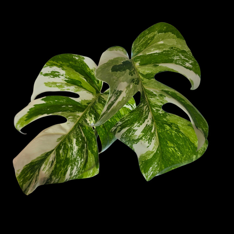 Professor Monstera Plants 3 Leaf Monstera Albo White Tiger Tip Genetics Cutting #4