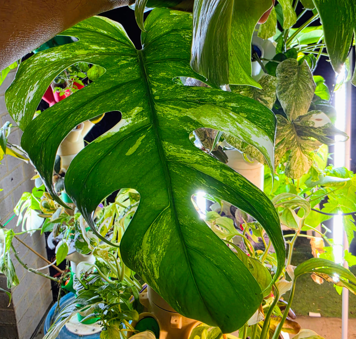 3 Leaf Monstera Albo Cutting with roots already growing!