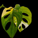 Plant Purge & Save