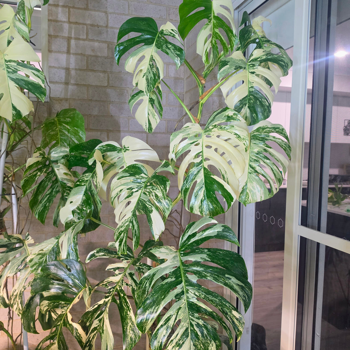 A variegated Monstera plant with large green and cream-colored leaves, shown indoors against a light brick wall and glass door frame.