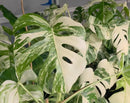 Cuttings pack