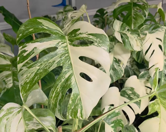 Cuttings pack