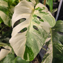 Top shelf Albo cuttings + pm prop kit