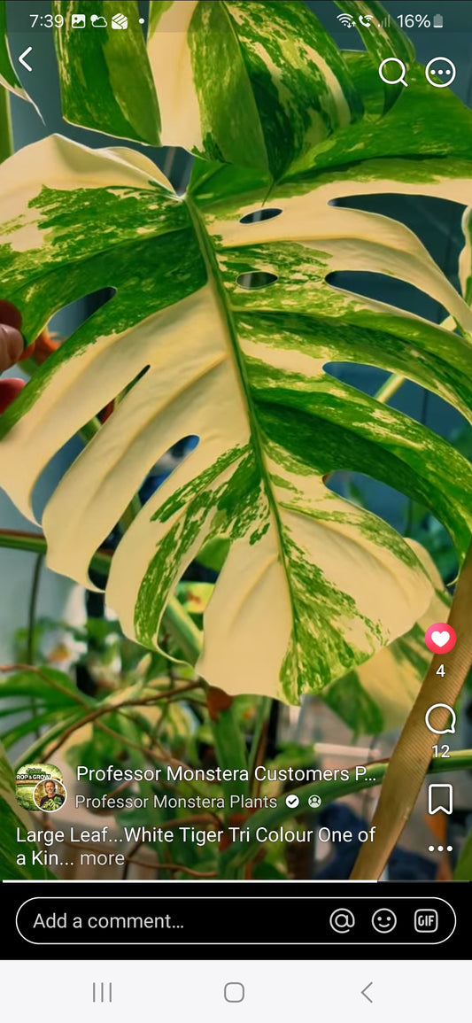 Large leaf White Tiger Tricolour cutting B