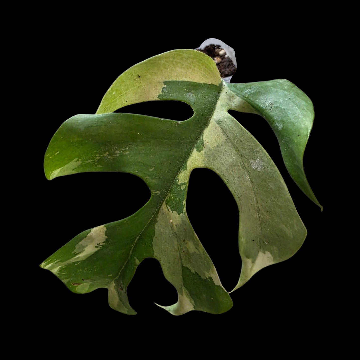 Professor Monstera Plants Rhaphidora Tetrasperma