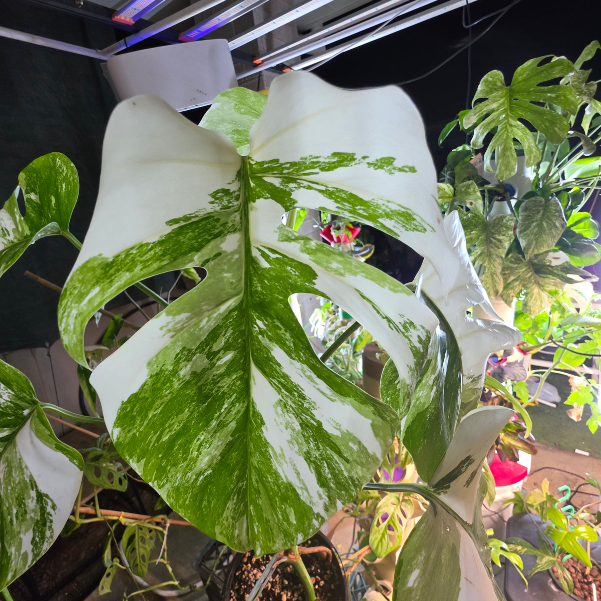 White Tiger PMM Monstera Albo Plant includes shipping!
