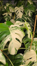 Top shelf Albo cuttings