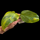 Plant Purge & Save
