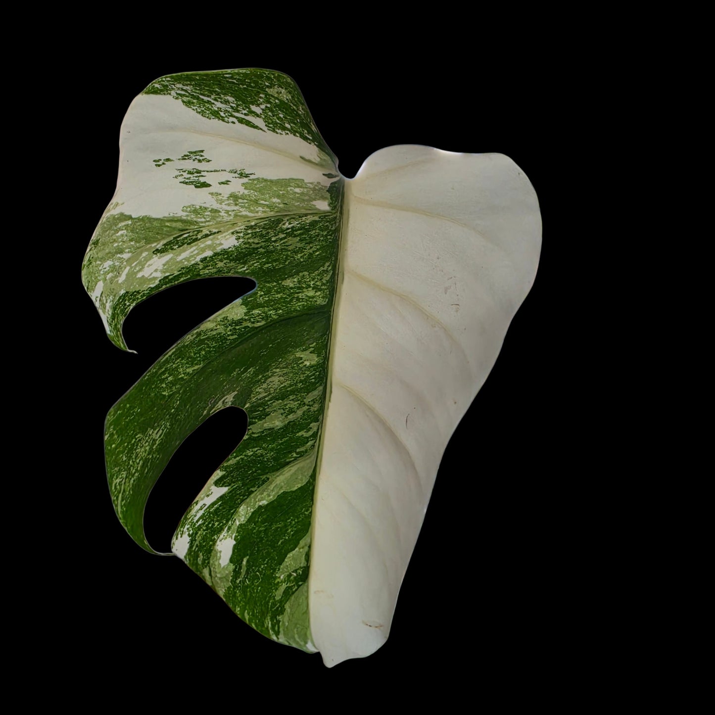 Professor Monstera Plants Monstera Albo White Tiger Genetics Single Leaf Cuttings