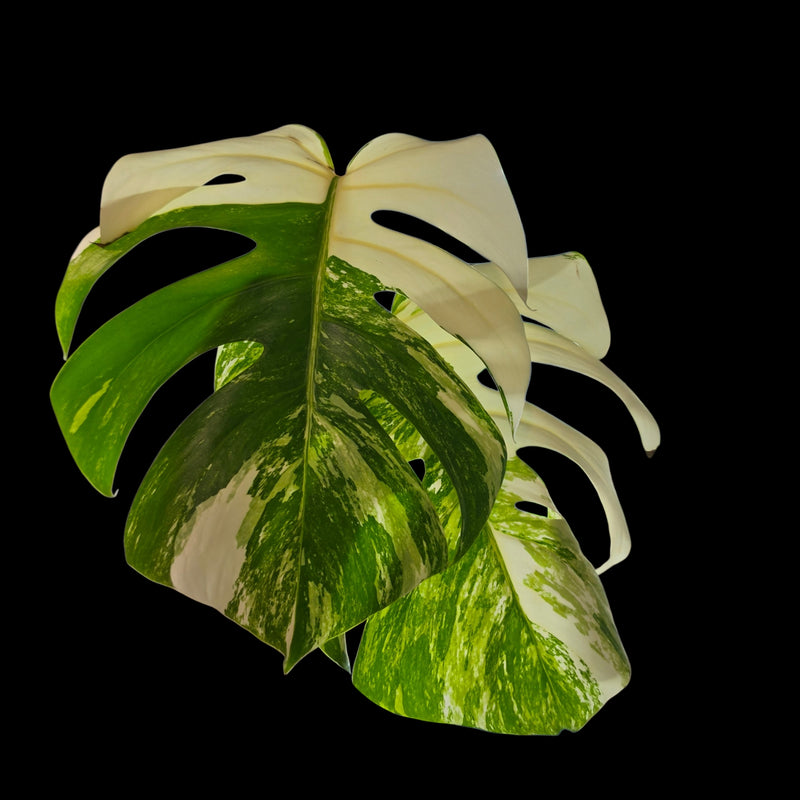 Professor Monstera Plants 3 Leaf Monstera Albo White Tiger Tip Genetics Cutting #6