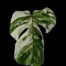 Professor Monstera Plants Monstera Albo White Tiger Genetics Single Leaf Cuttings