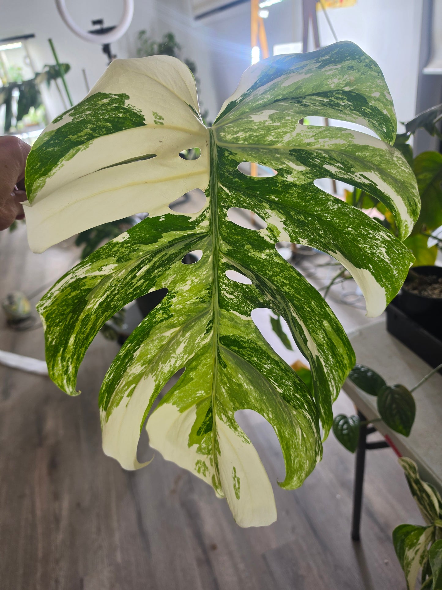 Large leaf Tricolour cutting E