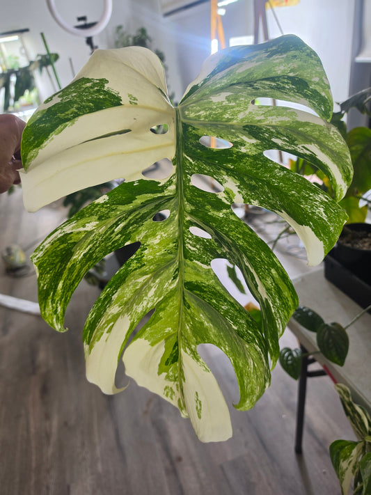 Large leaf Tricolour cutting E