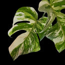 Professor Monstera Plants 3 Leaf Monstera Albo White Tiger Tip Genetics Cutting #4