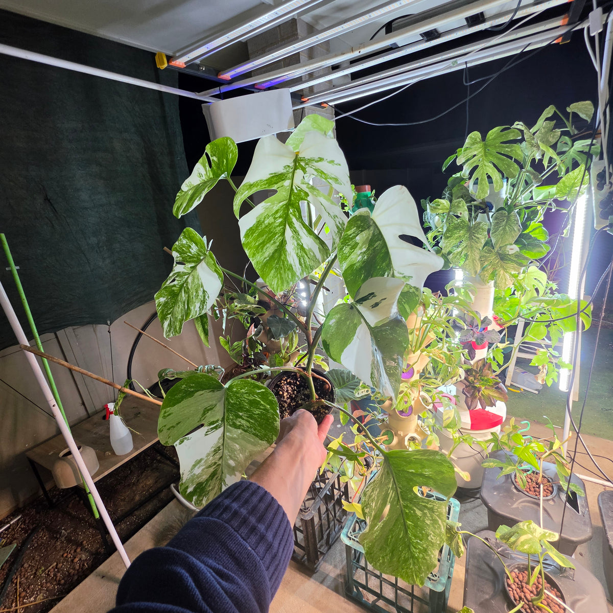 White Tiger PMM Monstera Albo Plant includes shipping!