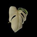 Professor Monstera Plants Monstera Albo White Tiger Genetics Single Leaf Cuttings